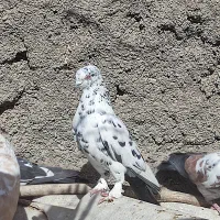 کبوتر سوسکی تهرونی