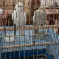 جفت مولد عروس هلندی