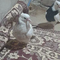 کبوتر|پرنده|سرایان, |دیوار