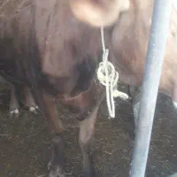 گاو گوساله سیمنتال