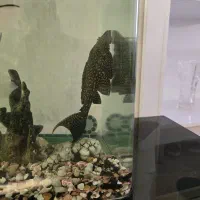 ماهی لجنخوار بزرگ آکواریوم|ماهی|ارومیه, |دیوار