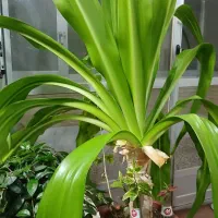 گل وگیاه|گل و گیاه طبیعی|اصفهان, شهرک میلاد|دیوار