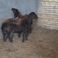 دو راس شیشک