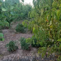 باغ در ارباتان مرند|فروش خانه و ویلا|یامچی, |دیوار