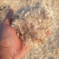 فروش کاه گلرنگ