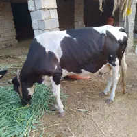 قیمت توافقی
