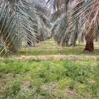 27هکتار زمین و نخل