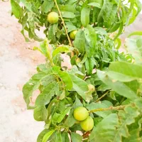 باغ-و-باغچه-180متر-نگهبانی-24ساعته-مستقر