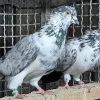 کبوتر قاره و قوچی درجه یک|پرنده|قائمشهر, |دیوار