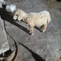 بره شکسته گیج