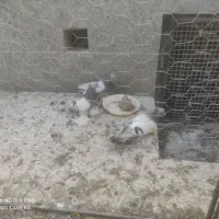 کبوتر|پرنده|عجب شیر, |دیوار