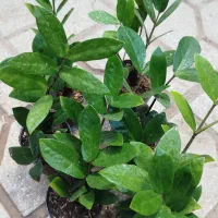 بدو که تموم شد|گل و گیاه طبیعی|سبزوار, شرق کال عیدگاه|دیوار