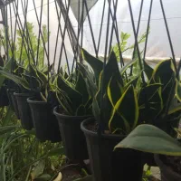 سانسورها بلک گلد|گل و گیاه طبیعی|رشت, جهاد|دیوار