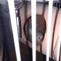 نرگس|پرنده|زاهدان, |دیوار