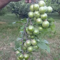 پک 18عددی نهال های میوه گلدانی کاشت تابستانی|خدمات باغبانی و درختکاری|تهران, افسریه|دیوار