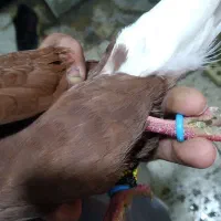 نر سرخ دم سفید|پرنده|اهواز, گلستان|دیوار