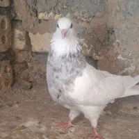 کبوترطوقی|پرنده|باغ بهادران, |دیوار