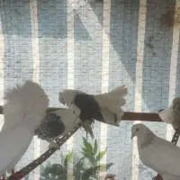 کبوتر زینتی  دم چتری شامپیون بلژیکی|پرنده|رضوانشهر, |دیوار