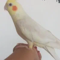 عروس هلندی نر