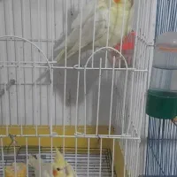 سلام عروس اهلی کامل ۳ ماه