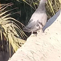 دو کفتر بازی کن|پرنده|ریگان, |دیوار