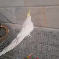 عروس هلندی سخنگو|پرنده|نجف‌آباد, یزدانشهر|دیوار