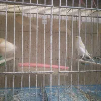 قناری|پرنده|تویسرکان, |دیوار