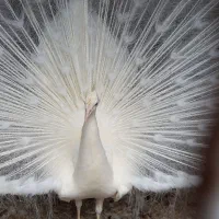 فروش طاووس و پرنده زینتی