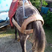 فروش نریان ۵ساله|اسب و تجهیزات اسب‌سواری|نوشهر, |دیوار