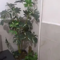 گل مصنوعی شفلرا