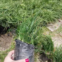 پالم ، یوکا ، شمشاد|خدمات باغبانی و درختکاری|کلاچای, |دیوار