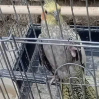 فروش یک عدد عروس