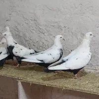 کبوتر دمبی دم سیاه رنگی بهبهانی