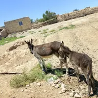 الاغ شیرده|حیوانات مزرعه|مشهد, هفده شهریور|دیوار