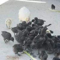 جوجه ایام سمانی اصل اندونزی