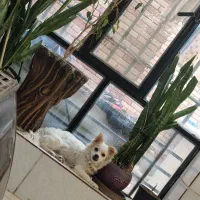 واگذاری اشپیتز پامر