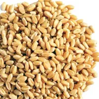 گندم آبی