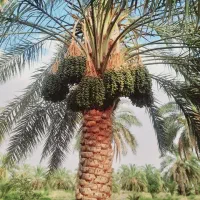 پاجوش نخل.