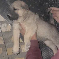 واگذاری سگ پژدر سرابی نگهبان گله|سگ|باقرشهر, |دیوار