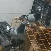 جفت کفتر نسل دار