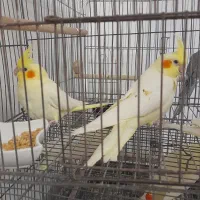 یک عدد جوجه عروس