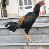 خروس لاری