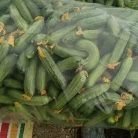 خیار خیارشوری