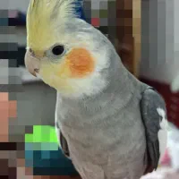 عروس هلندی|پرنده|رودسر, |دیوار