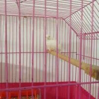 قناری معاوضه با گوشی