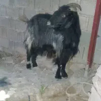 بز سال خورده