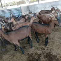 بز الپاین خالص شیری