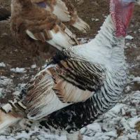 بوقلمون محلی اصل