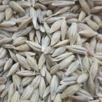جومحلی