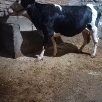 گاو گوساله نوین  سمنتال